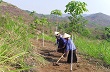 Hướng đi mới ở Mường Khiêng 